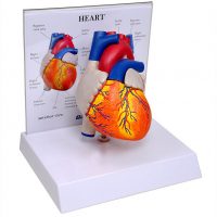 model 3 D inima